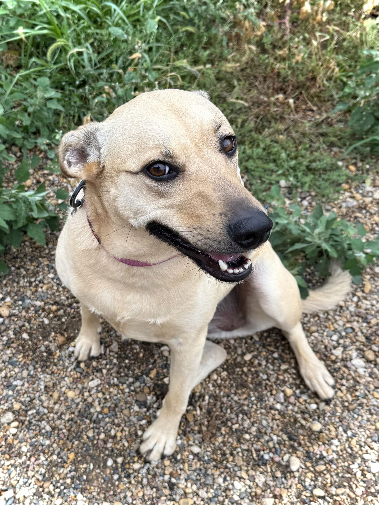 Honey — thumbnail 2