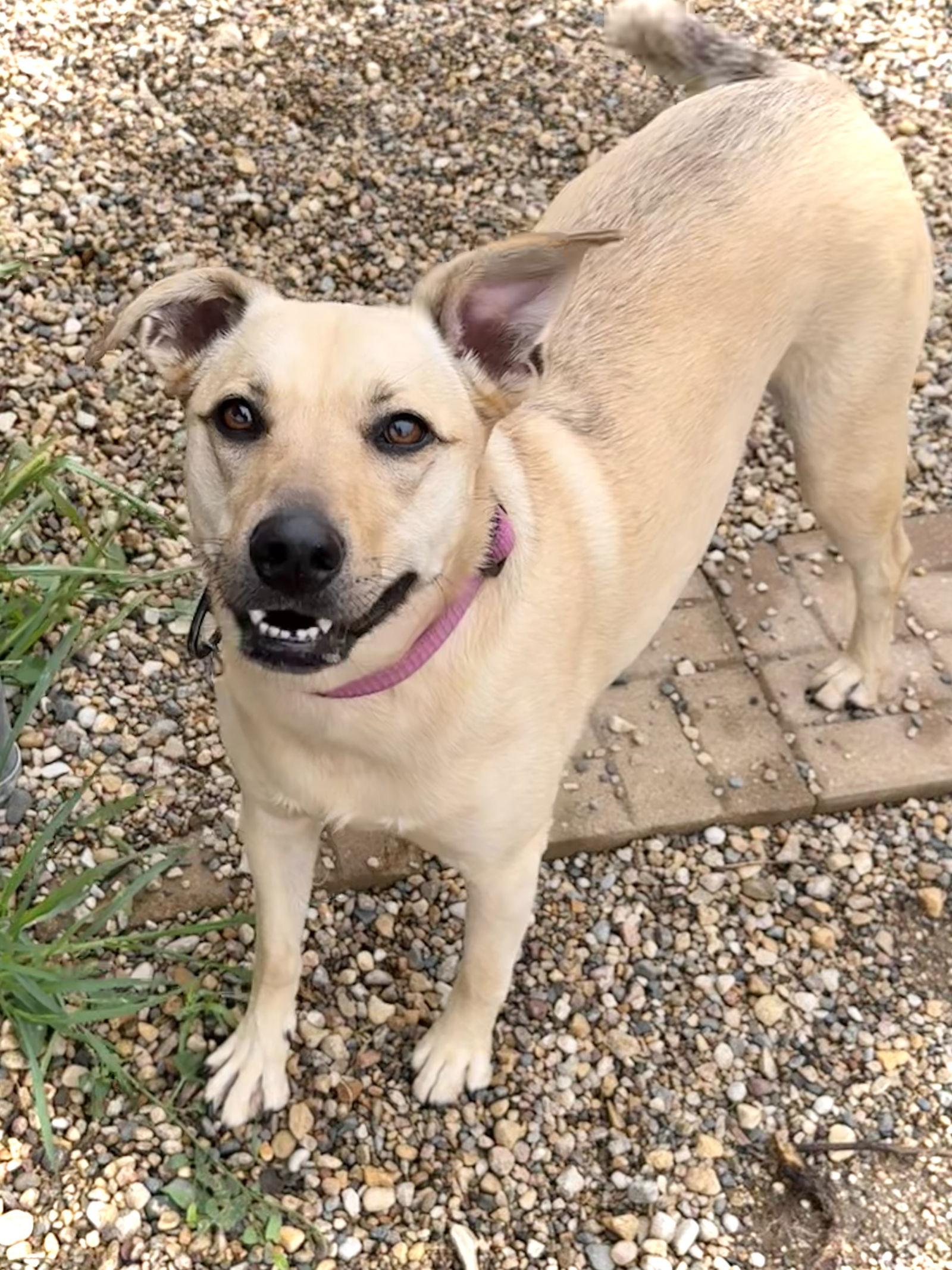 Honey — thumbnail 3