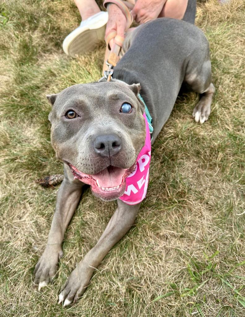Scarlet, Adoptable, Young Female American Staffordshire Terrier.