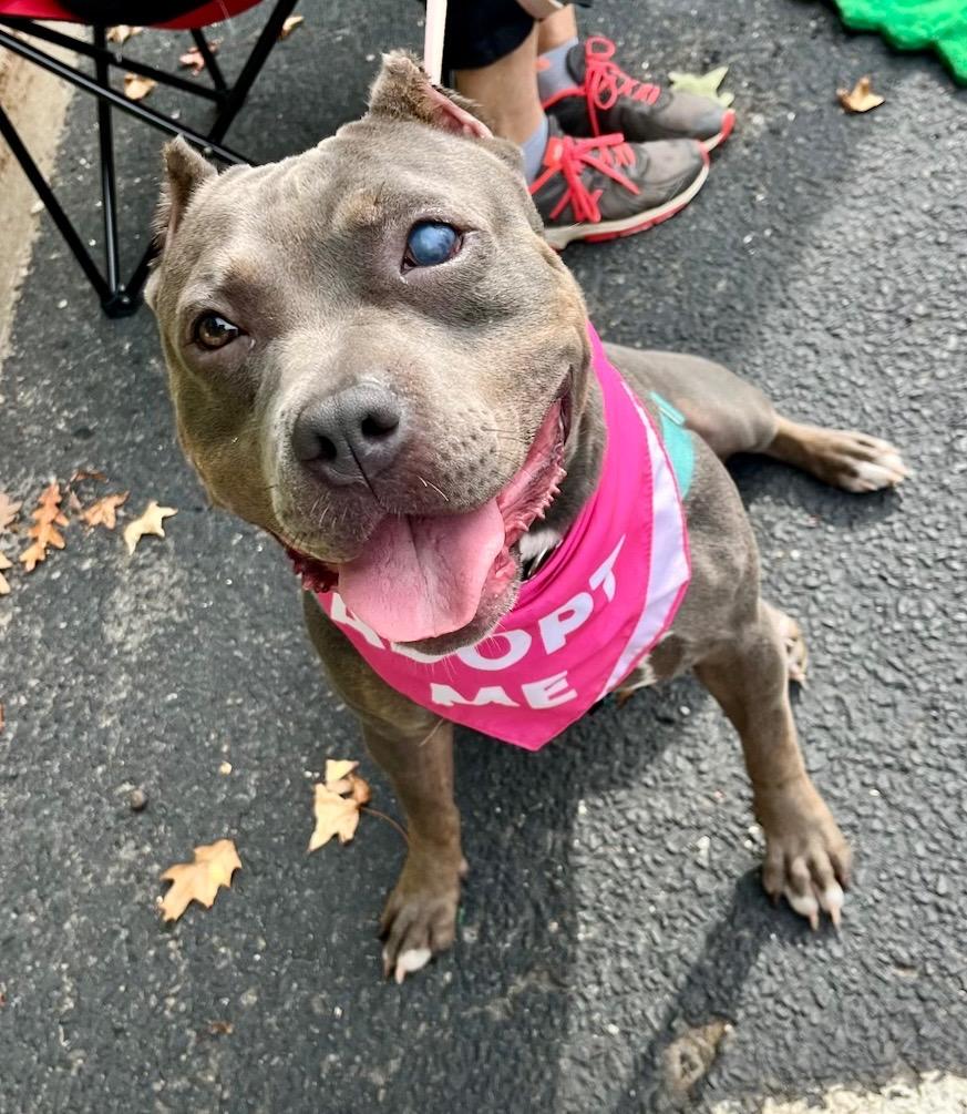 Enlarge Scarlet, a Adoptable American Staffordshire Terrier in Ewing, NJ image 1/6