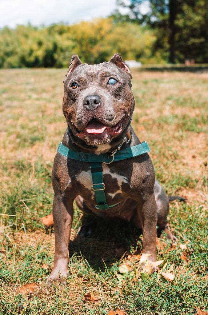 Enlarge Scarlet, a Adoptable American Staffordshire Terrier in Ewing, NJ image 2/6