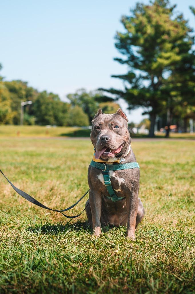 Enlarge Scarlet, a Adoptable American Staffordshire Terrier in Ewing, NJ image 3/6