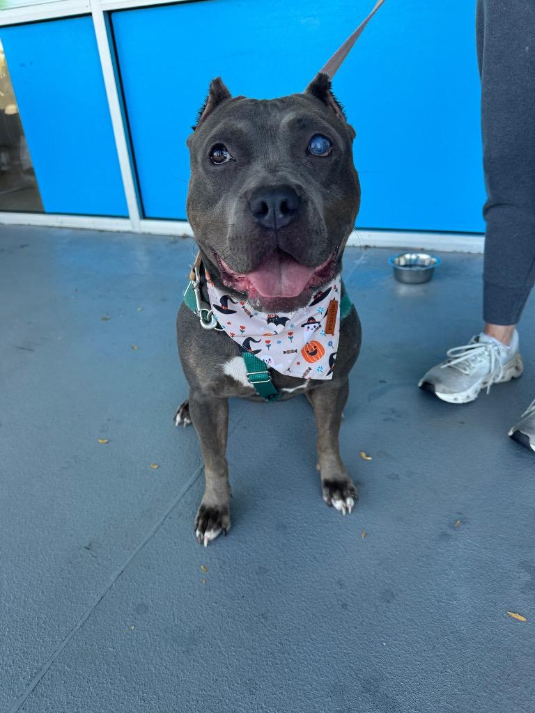 Enlarge Scarlet, a Adoptable American Staffordshire Terrier in Ewing, NJ image 5/6