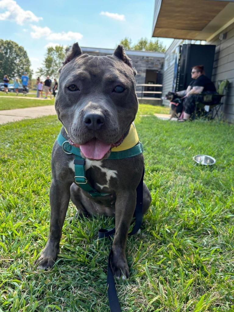 Enlarge Scarlet, a Adoptable American Staffordshire Terrier in Ewing, NJ image 6/6