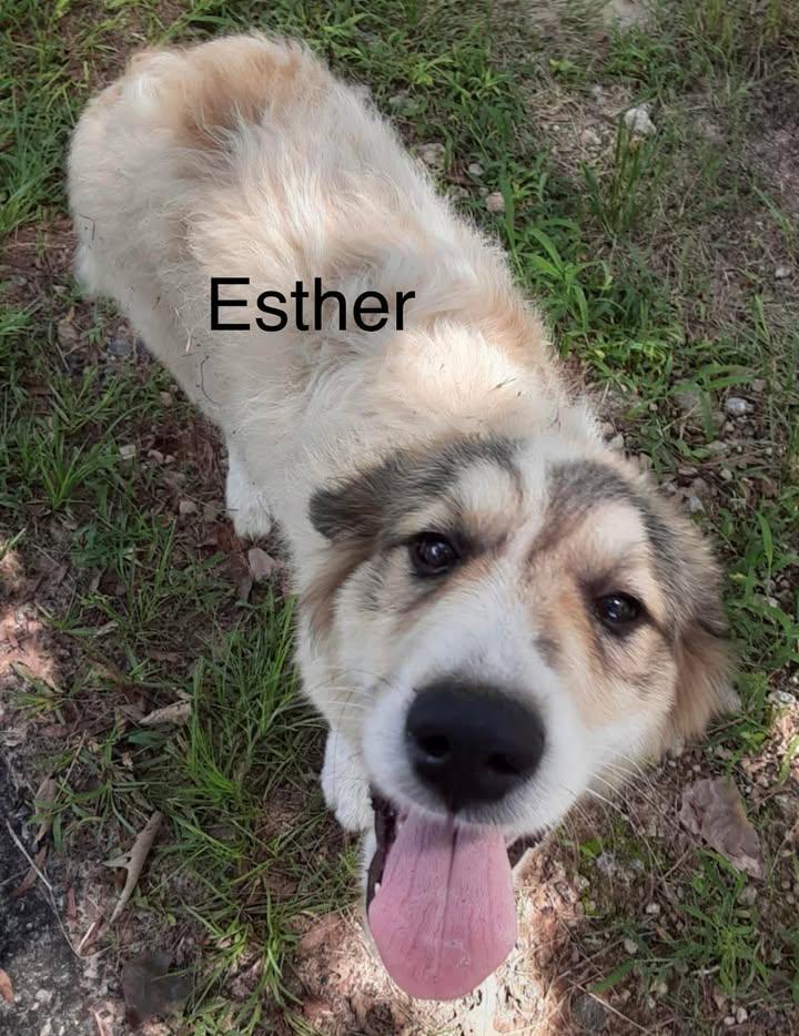Enlarge Esther, a Adopted mixed breed in Jeffersonville, GA image 1/1