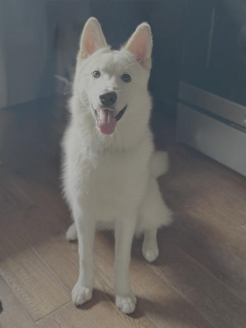Enlarge Xarpo, a Adoptable Husky in Seattle, WA image 2/3