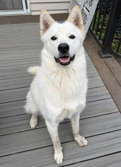 Enlarge Xarpo, a Adoptable Husky in Seattle, WA image 2/3