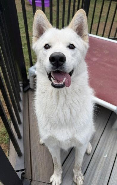 Enlarge Xarpo, a Adoptable Husky in Seattle, WA image 3/3