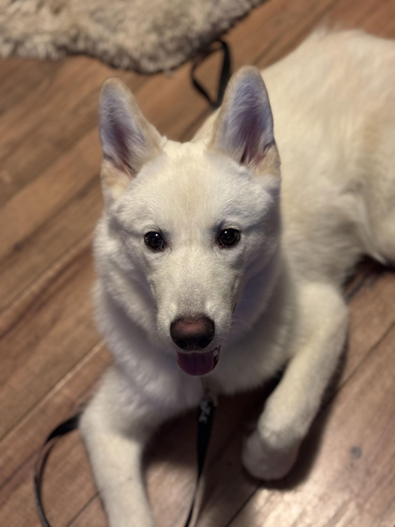 Enlarge Xarpo, a Adoptable Husky in Seattle, WA image 3/3