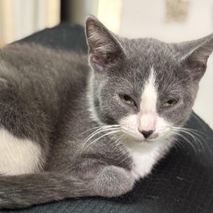 Enlarge Finn, a Adoptable mixed breed in Tinley Park, IL image 2/2