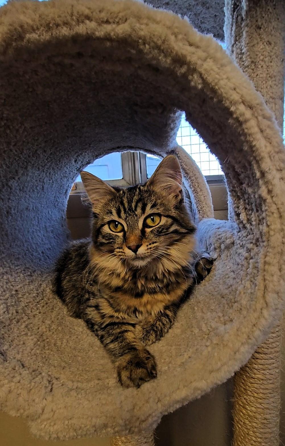 Lilly, adoptable, Kitten Female Domestic Short Hair.