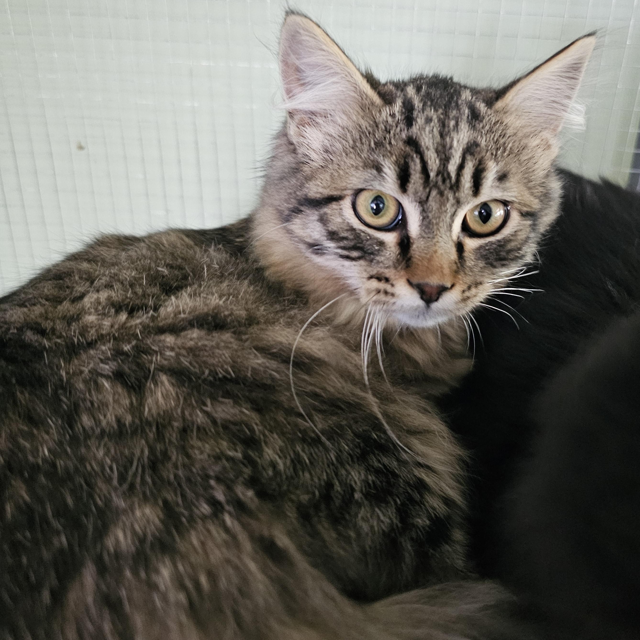Lilly, adoptable, Kitten Female Domestic Short Hair.