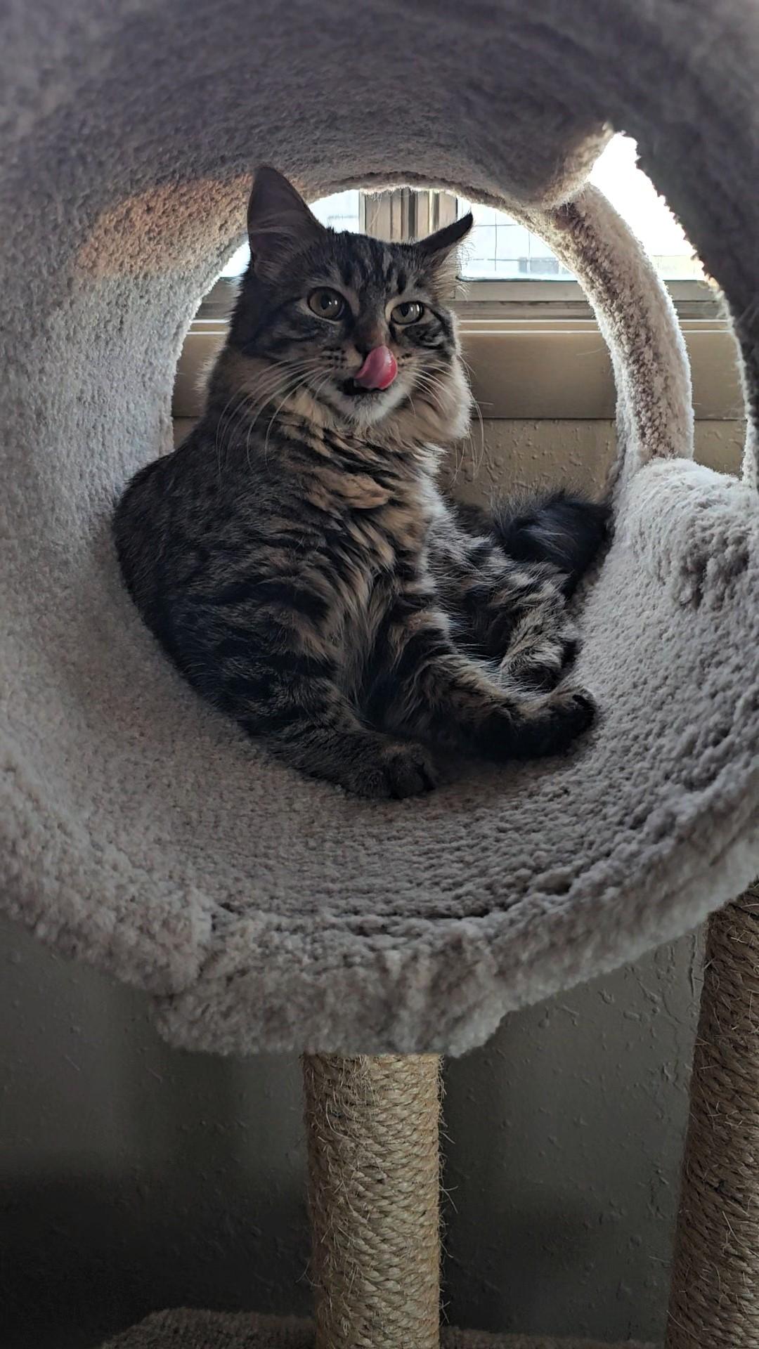 Enlarge Lilly, an adoptable Domestic Short Hair in Pinedale, WY image 4/4