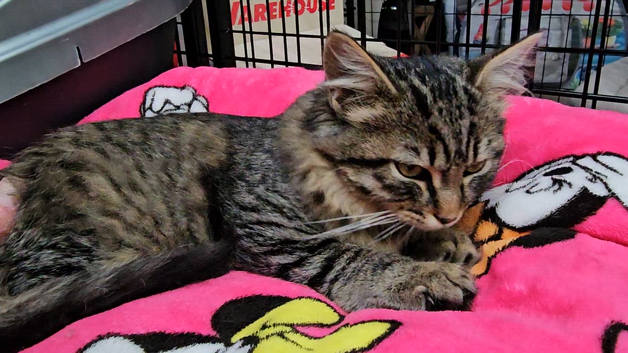 Enlarge Lilly, an adoptable Domestic Short Hair in Pinedale, WY video 2/2