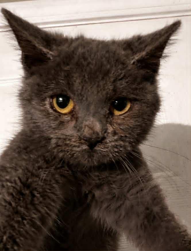 Enlarge Elfie, a Adopted Domestic Short Hair in Evansville, IN image 1/1