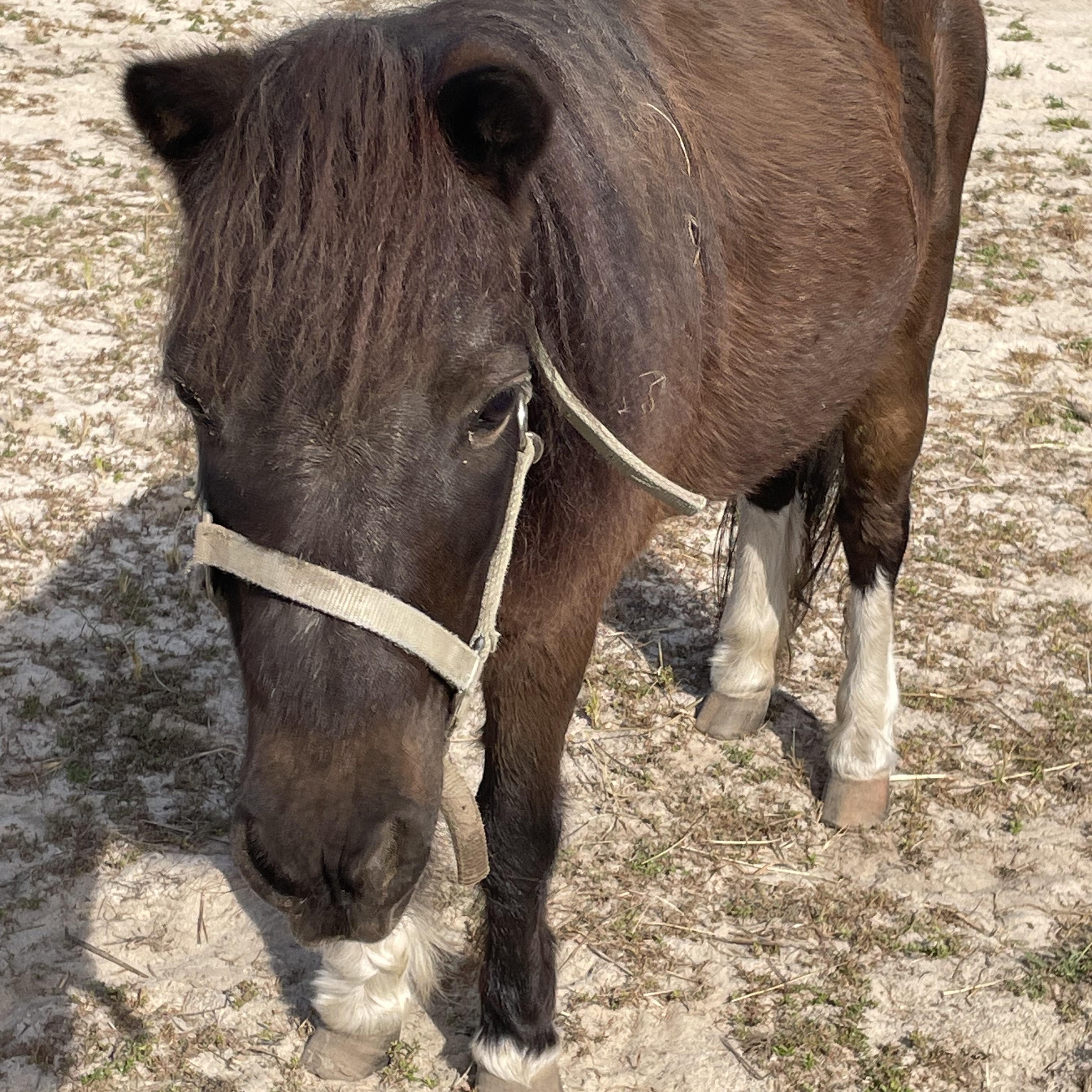 Enlarge Cheyanne, an adopted Miniature Horse in Aiken, SC image 1/2
