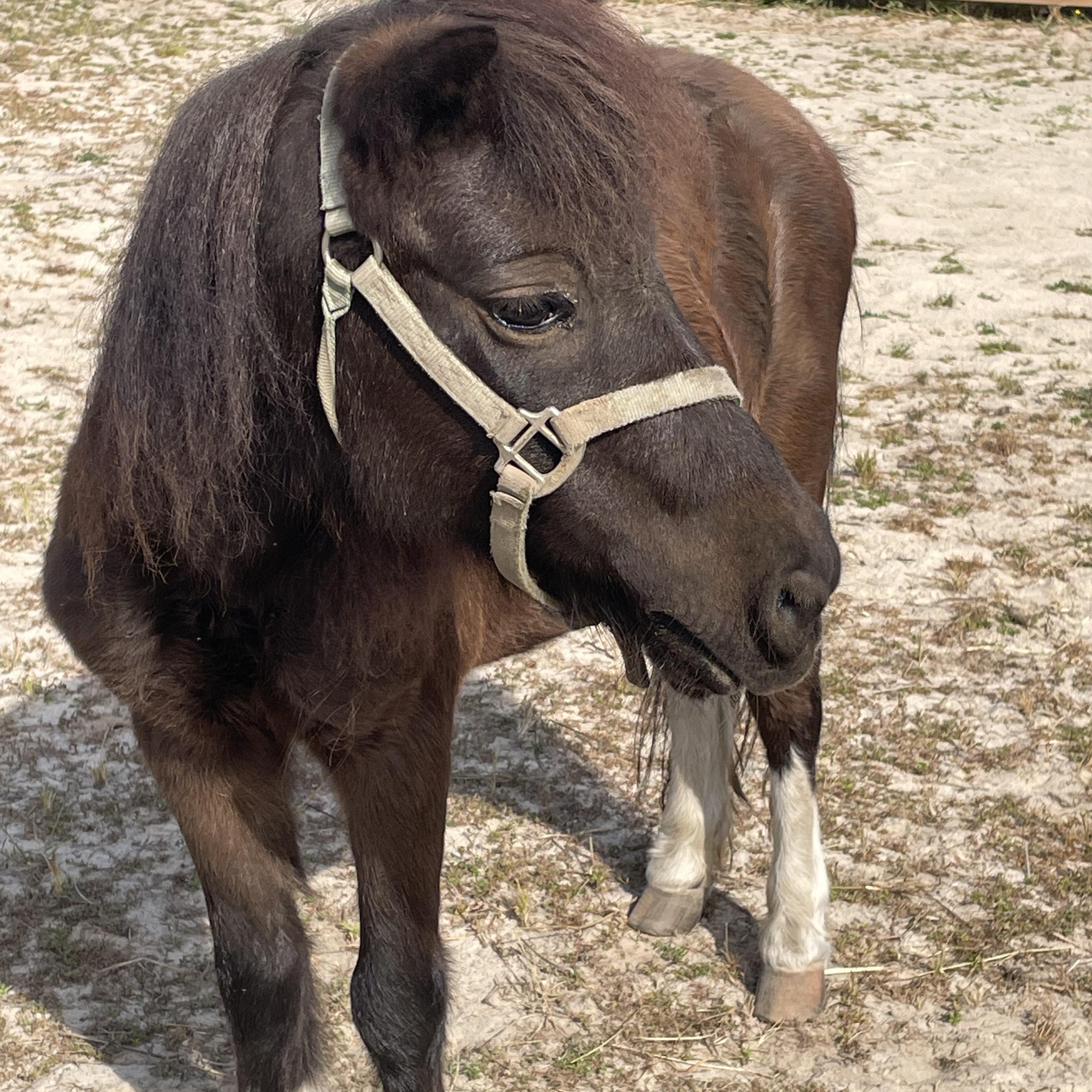 Enlarge Cheyanne, an adopted Miniature Horse in Aiken, SC image 2/2