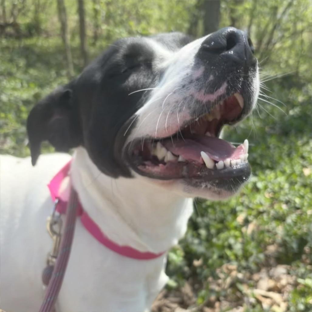 Cookie, Adoptable, Young Female Mixed Breed.