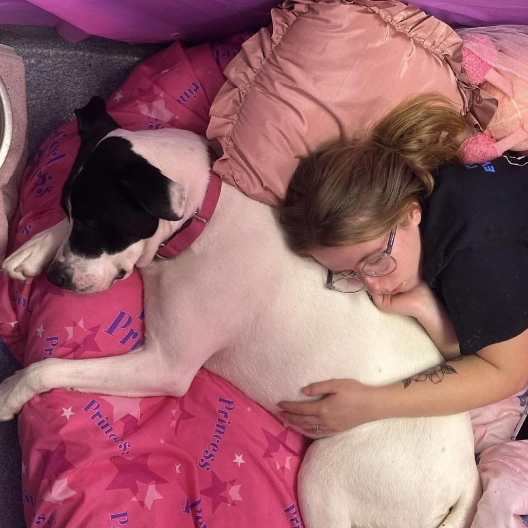 Enlarge Cookie, a Adoptable Mixed Breed in Edwardsville, IL image 2/6