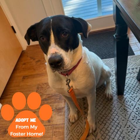 Enlarge Cookie, a Adoptable Mixed Breed in Edwardsville, IL image 2/6