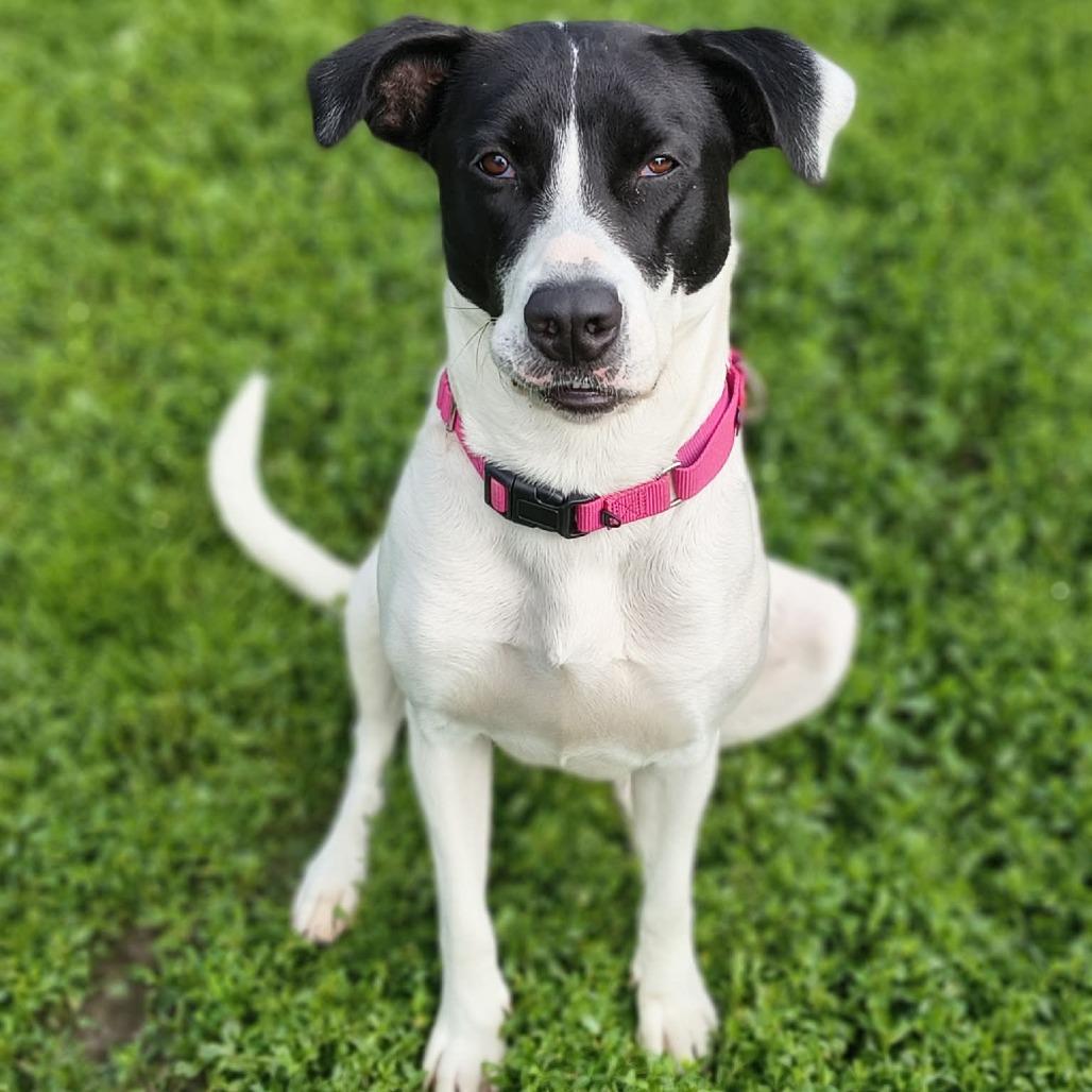 Enlarge Cookie, a Adoptable Mixed Breed in Edwardsville, IL image 2/6