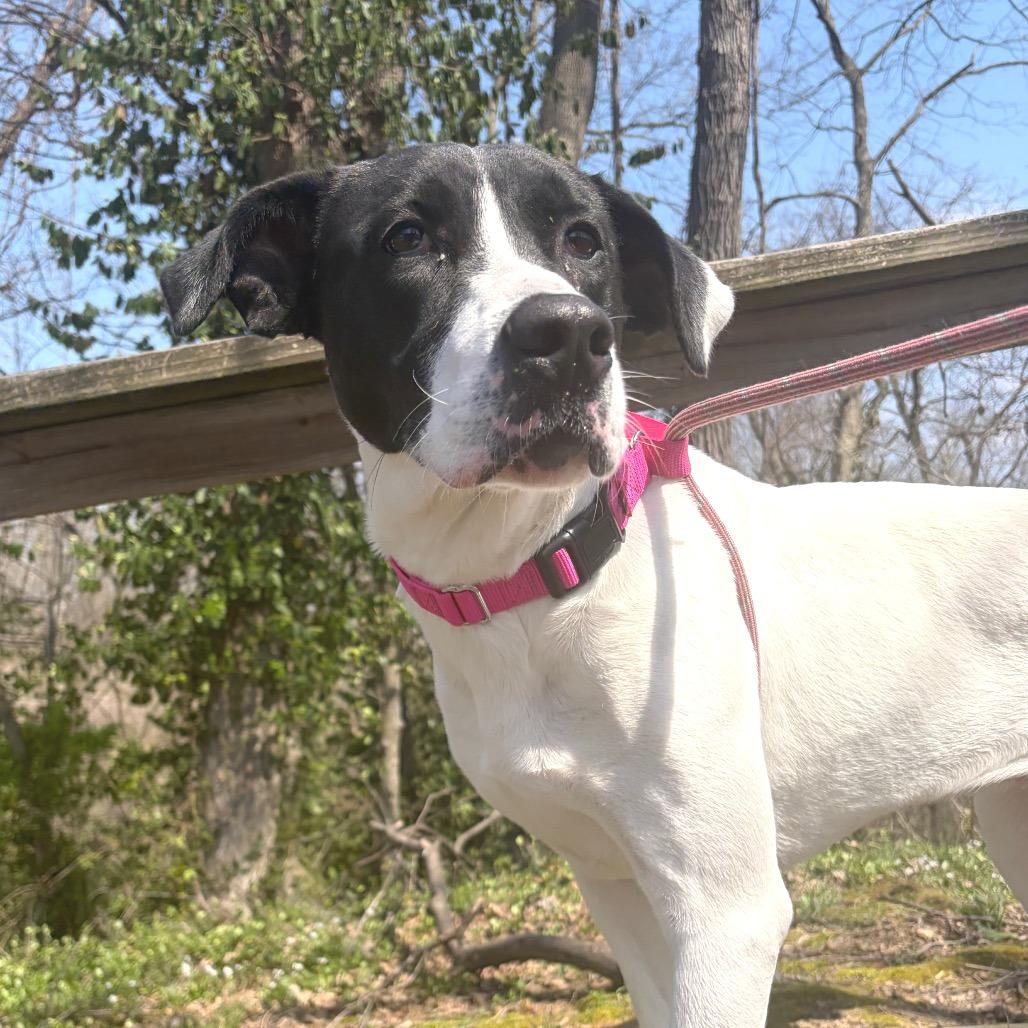 Enlarge Cookie, a Adoptable Mixed Breed in Edwardsville, IL image 3/6