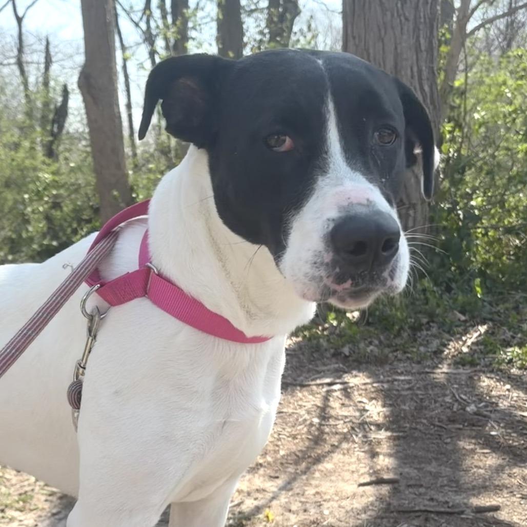 Enlarge Cookie, a Adoptable Mixed Breed in Edwardsville, IL image 4/6