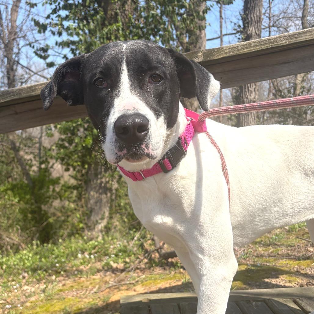 Enlarge Cookie, a Adoptable Mixed Breed in Edwardsville, IL image 5/6