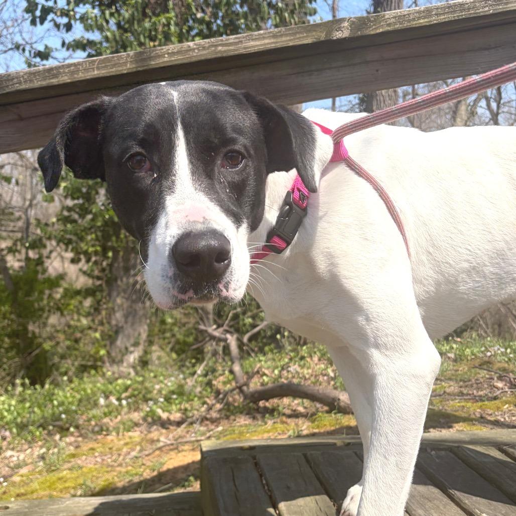 Enlarge Cookie, a Adoptable Mixed Breed in Edwardsville, IL image 6/6