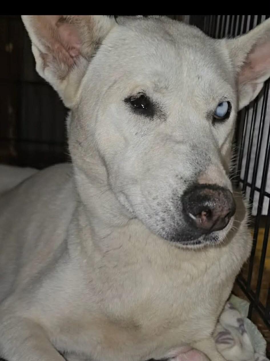 Enlarge Charlotte, a ADOPTABLE mixed breed in Commerce City, CO image 4/6