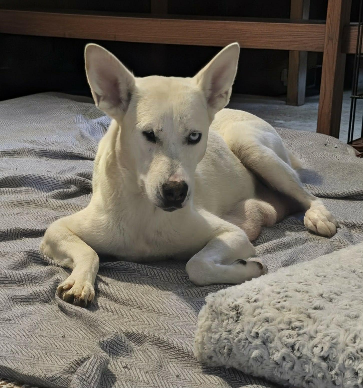Charlotte, ADOPTABLE, Adult Female Husky.