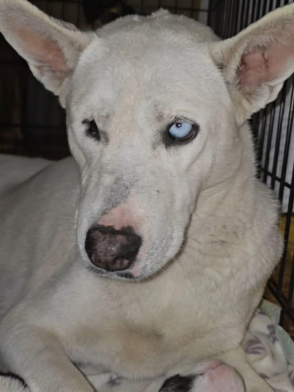 Enlarge Charlotte, a ADOPTABLE mixed breed in Commerce City, CO image 2/6