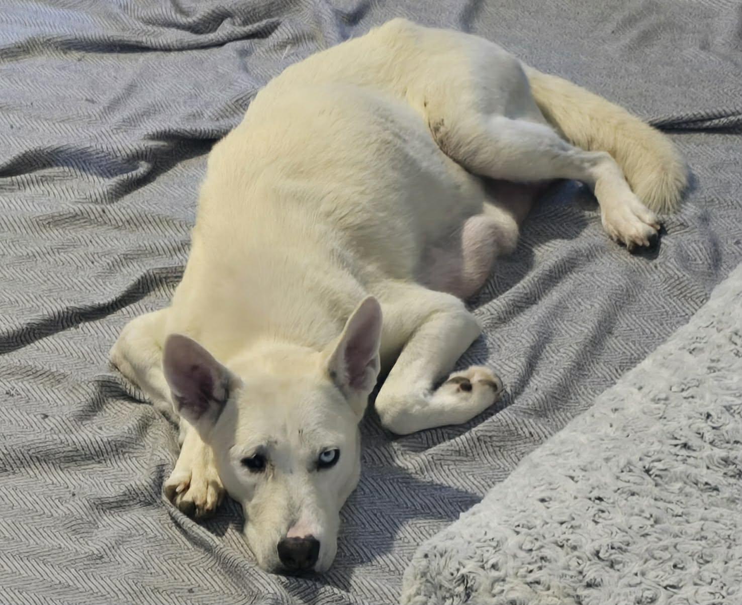 Enlarge Charlotte, a ADOPTABLE mixed breed in Commerce City, CO image 5/6