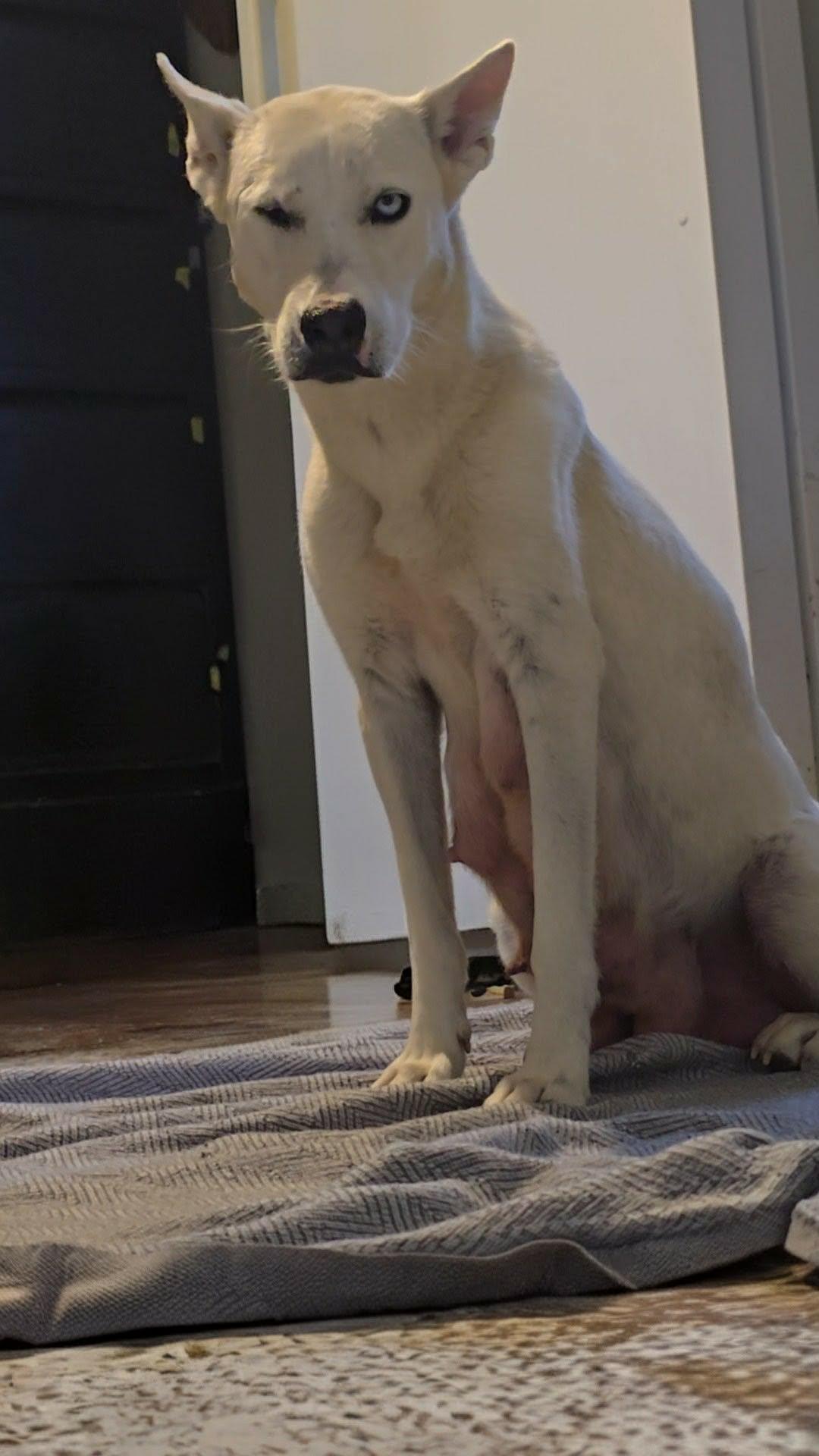 Enlarge Charlotte, a ADOPTABLE mixed breed in Commerce City, CO image 6/6