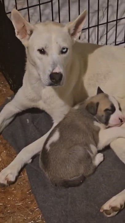 Enlarge Charlotte, a ADOPTABLE mixed breed in Commerce City, CO video 3/6