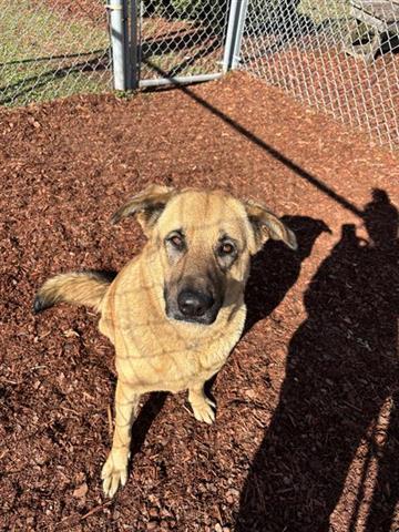 Enlarge KODA, a Adoptable German Shepherd Dog in Panama City, FL image 1/1