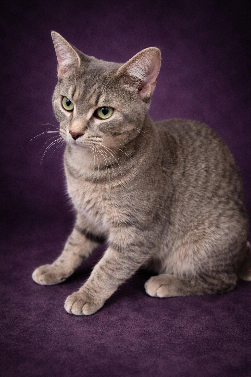 Enlarge Dove (foster cat) bonded with Goose, a Adopted Domestic Short Hair in Gettysburg, PA image 1/3