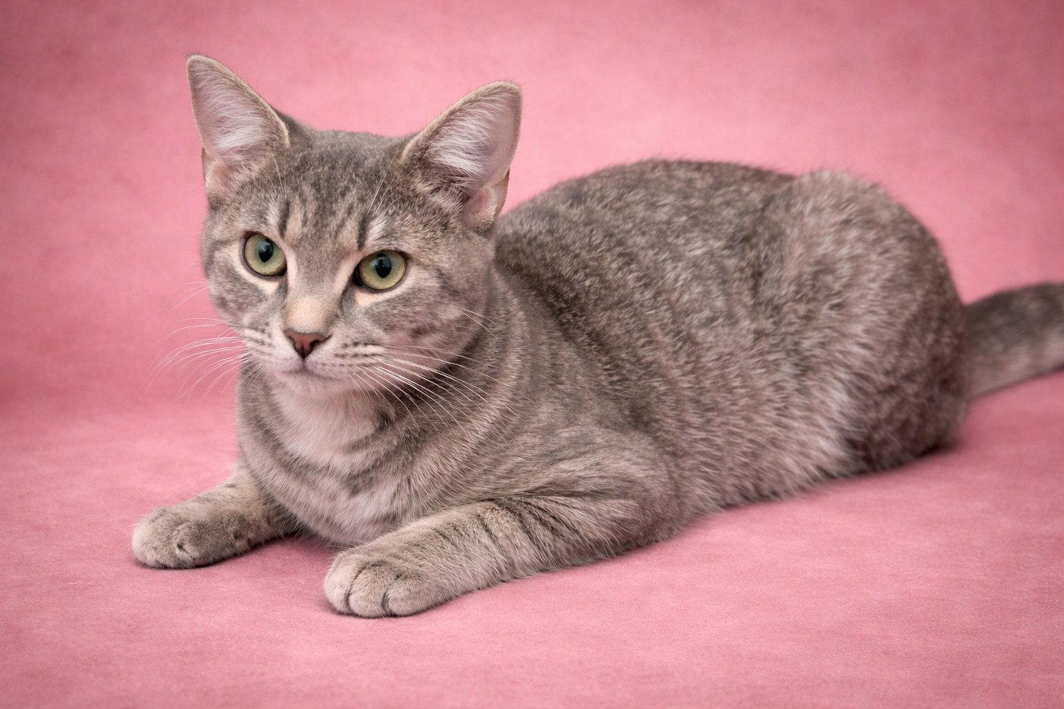 Enlarge Dove (foster cat) bonded with Goose, a Adopted Domestic Short Hair in Gettysburg, PA image 3/3