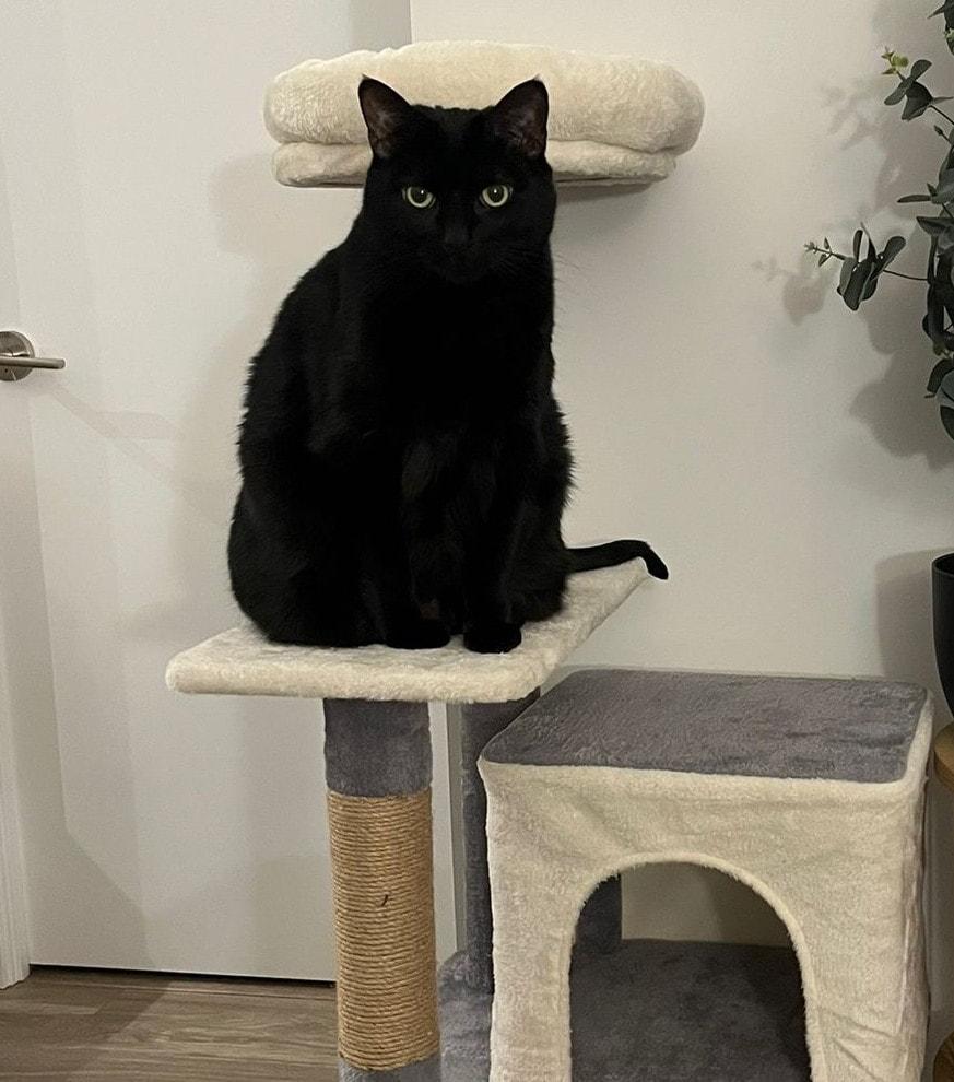 Enlarge Fiona, a ADOPTABLE Domestic Short Hair in Mississauga, ON image 2/4