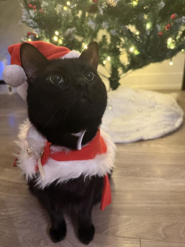 Fiona, ADOPTABLE, Adult Female Domestic Short Hair.