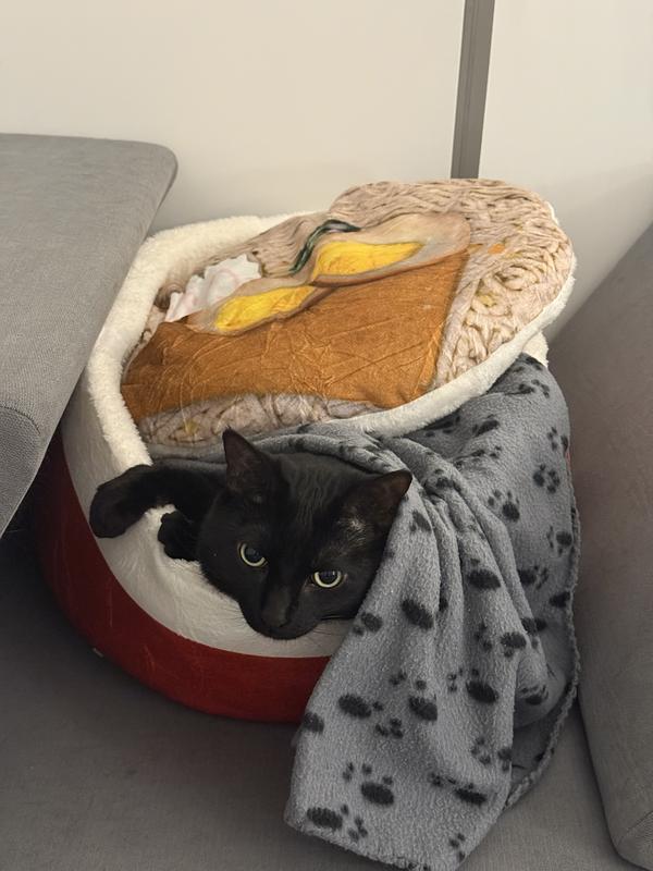 Enlarge Fiona, a ADOPTABLE Domestic Short Hair in Mississauga, ON image 3/4