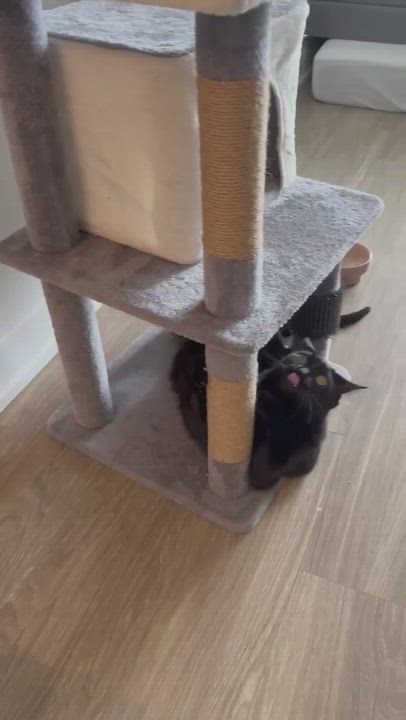 Enlarge Fiona, a ADOPTABLE Domestic Short Hair in Mississauga, ON video 4/4