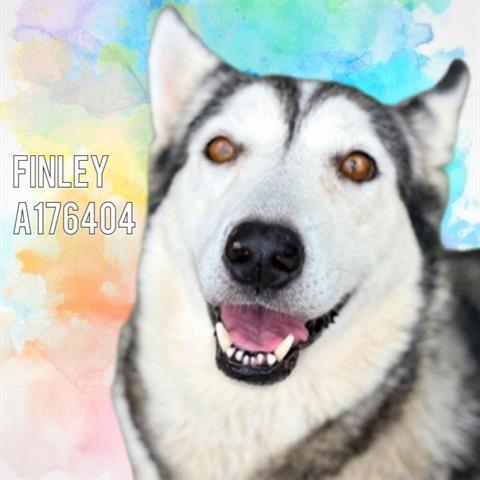 FINLEY, Adoptable, Young Female Husky.