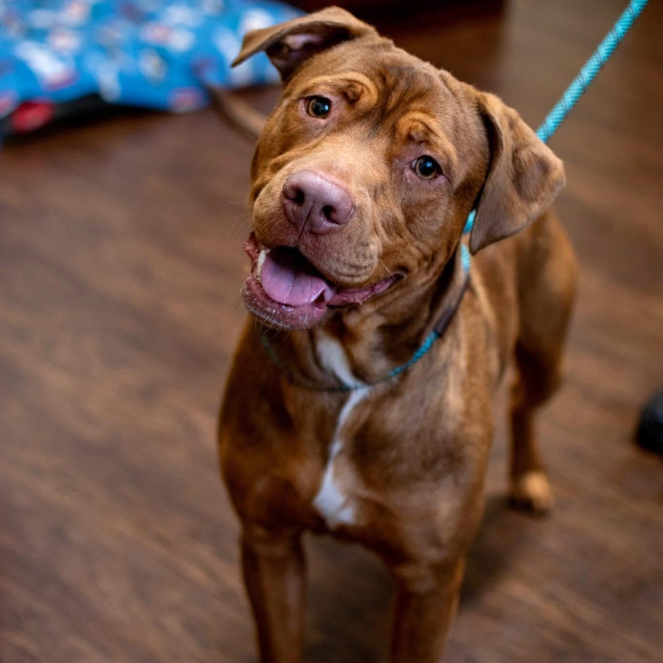 Fetch, Adopted, Young Male Labrador Retriever & Pit Bull Terrier.