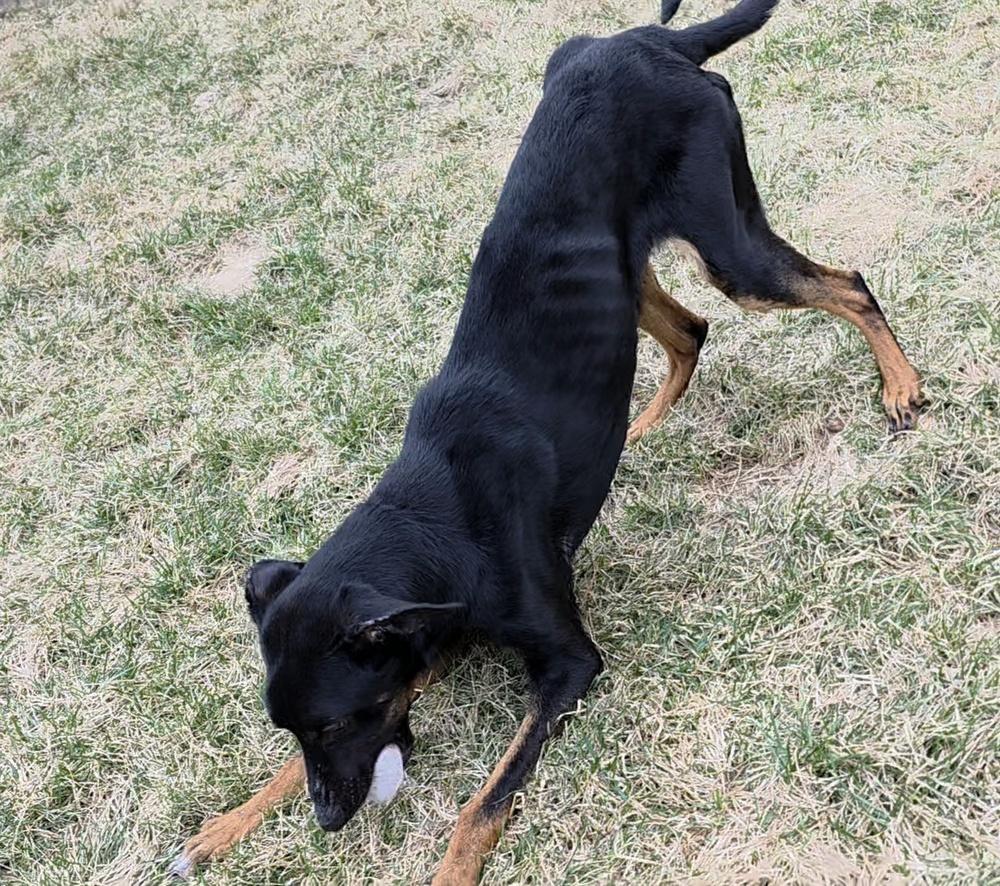 Piper, a Adoptable mixed breed in Oakland, MI image 5/5