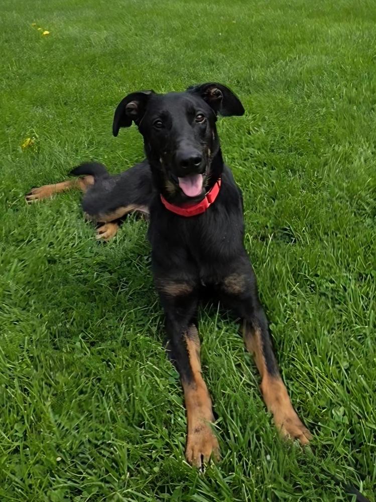 Enlarge Piper, a Adoptable mixed breed in Oakland, MI image 1/6
