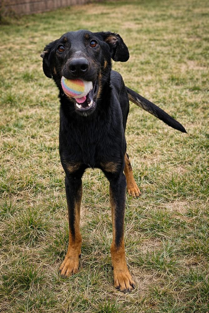 Piper, a Adoptable mixed breed in Oakland, MI image 3/5