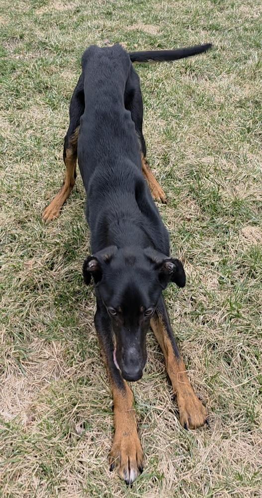 Piper, a Adoptable mixed breed in Oakland, MI image 4/5