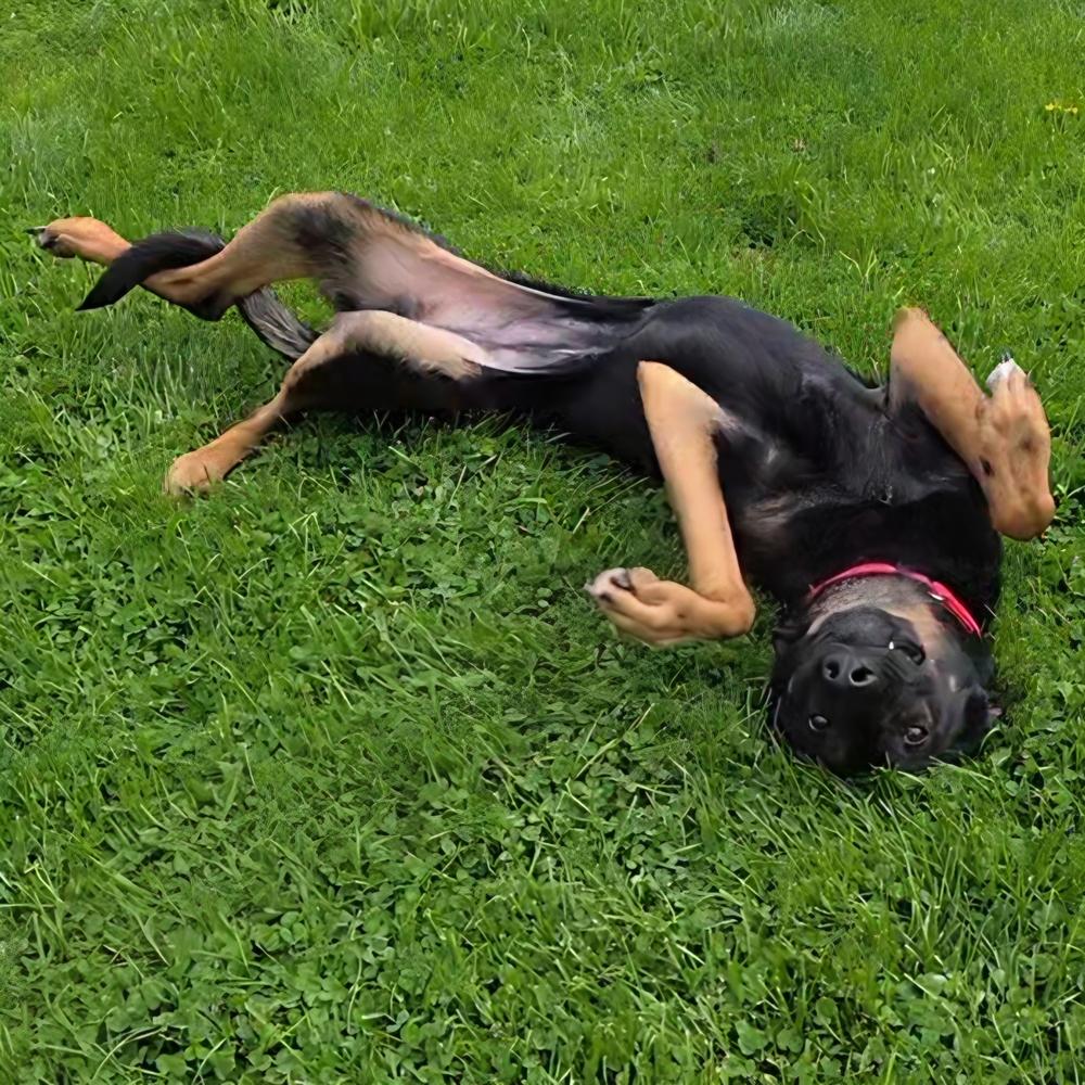 Enlarge Piper, a Adoptable mixed breed in Oakland, MI image 2/6