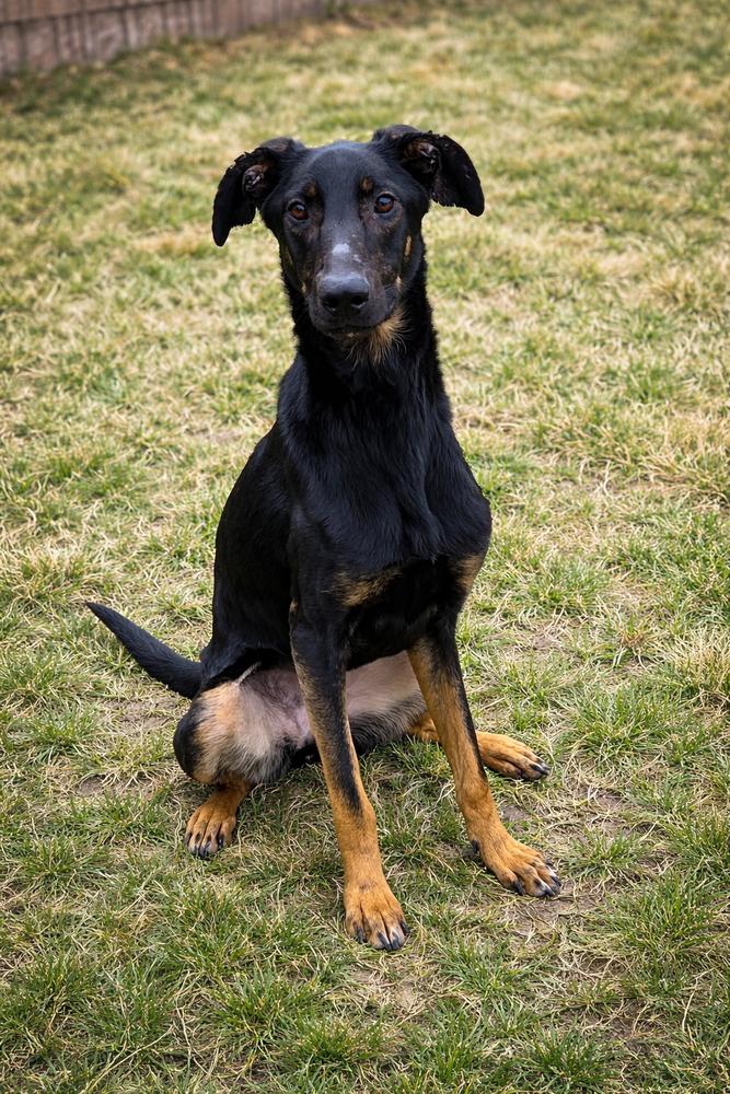 Piper, Adoptable, Adult Female German Shepherd Dog & Doberman Pinscher.